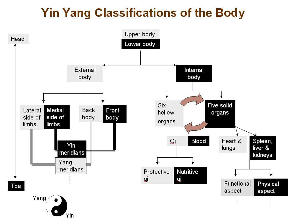 Yin yang classifications of the body structures.