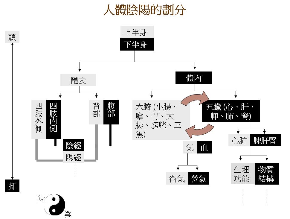 人體結構陰陽分類