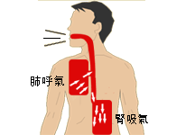 以中醫觀點看正常呼吸運動