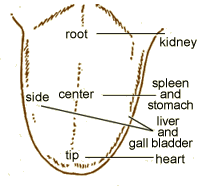 Division of tongue surface