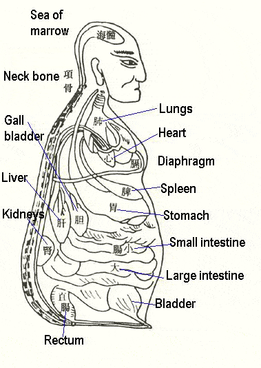 Illustration of TCM internal organs
