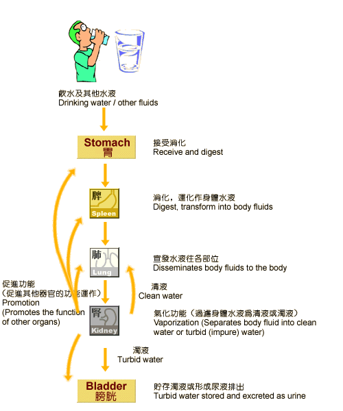 Understanding water metabolism from a TCM perspective.