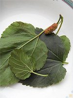 Fresh mulberry leaf