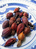 29a_gardenia_fruit