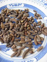 flying squirrel dung