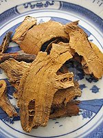 Giant knotweed rhizome
