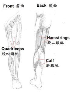Muscles of the leg