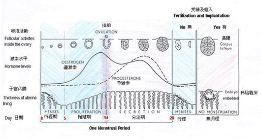 menstrual cycle