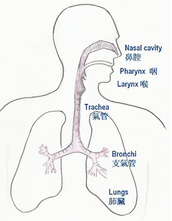 The respiratory tract
