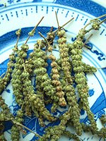 schizonepeta herb