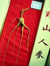 Dried wild ginseng