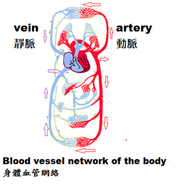Blood vessel network of the body 