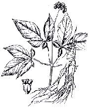 Panax ginseng C.A. Mey
