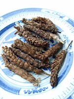 Selfheal fruit spike 