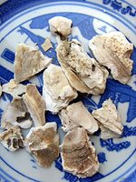 Oyster shell 