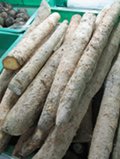 Fresh Chinese yam