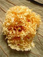 White fungus