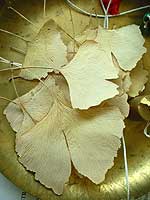 Ginkgo leaf