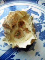 Mongolian snakegourd 