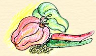 Pepper, chile peppers are hot in energy.