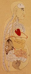 Organs represented from a TCM perspective.