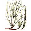 Ephedra
