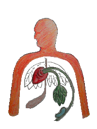 Traditional TCM drawing of organ placement
