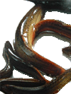 Pond loach 