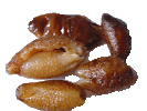 Sea cucumber 