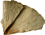 Dried lotus leaf