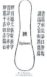 The spleen is said to be at the root of all phlegm production.