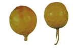 Trichosanthes (gua lou) helps the lungs get rid of phlegm evils.
