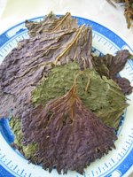 Perilla leaf 