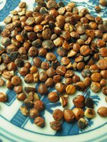 Sour jujube seed 