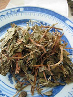 Heartleaf houttuynia herb 