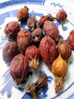 Capejasmine fruit 