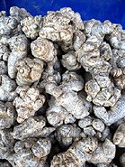 Notoginseng