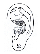 The bodily reflections on the ear.