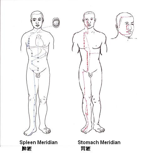 The spleen and stomach meridians are closely communicated and so they can influence each other easily.
