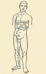 The spleen meridian
