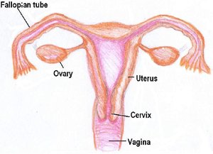 Female Reproductive System