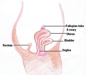 Anatomy of female reproductive system