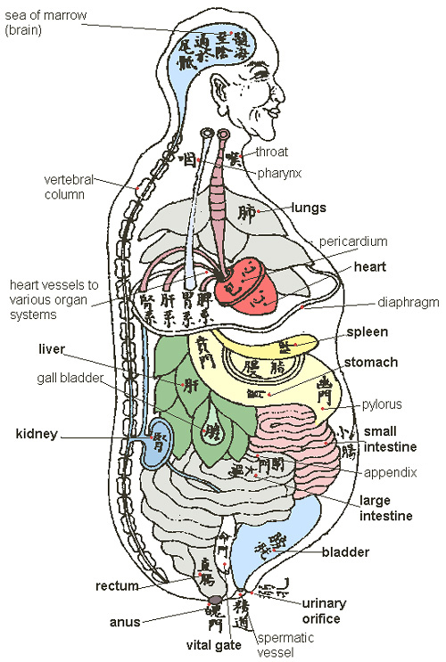 Illustration of TCM organs