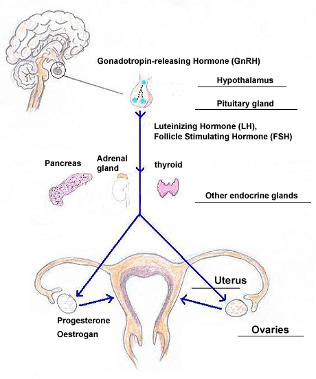 The hypothalamus-pituitary gland-ovaries-uterus axis