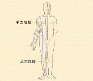4. 太陰經(肺經、脾經)