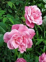 Chinese rose