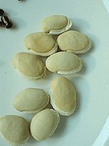Hyacinth beans