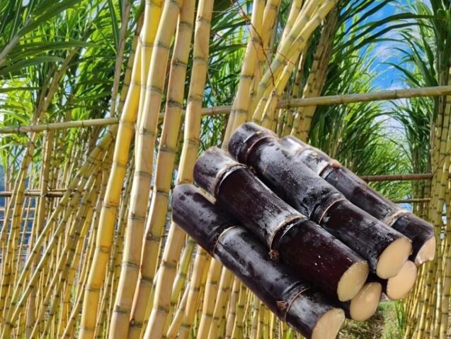 Chinese Medicine Views on Sugarcane and Its Health Benefits