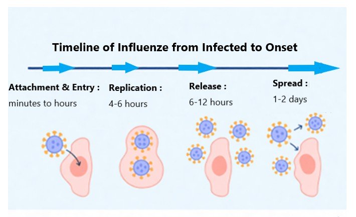 flu infection timeline