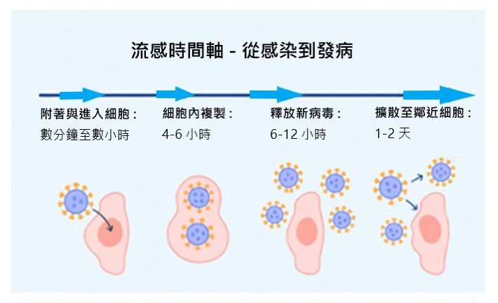感染流感病毒後時間軸